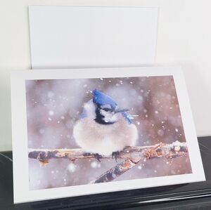 Blue Jay Matte Finish 5" x 7" Blank Photo Card - 4 Card Lot of the Same Photo